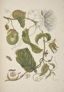 Plate XXI from Metamorphosis Insectorum Surinamensium by Maria Sibylla Merian, 1705 by Unknown